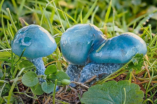 golierovka zelenkastá Stropharia aeruginosa (Curtis) Quél.