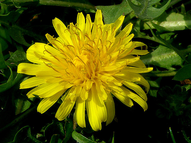 púpava lekárska Taraxacum officinale (L.) Weber ex F.H.Wigg