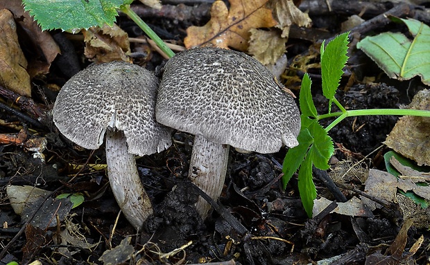 čírovka čiernošupinatá Tricholoma atrosquamosum Sacc.