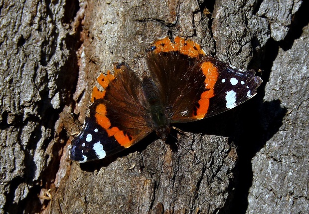 babôčka admirálska Vanessa atalanta