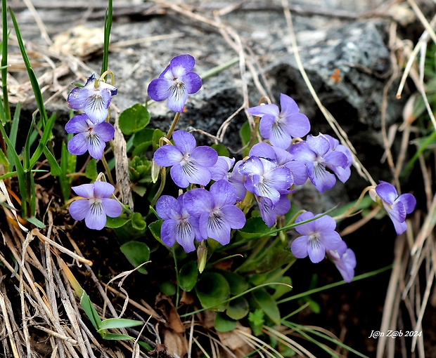 fialka skalná Viola rupestris F. W. Schmidt