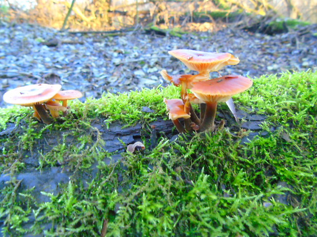 plamienka Flammulina sp.