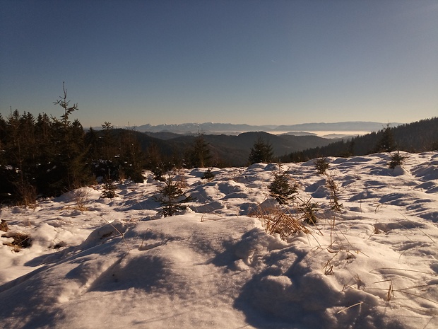 Kriváňska a Lúčanska Malá Fatra z vrchu Čerenka 948 m.n.m. Javorníky.