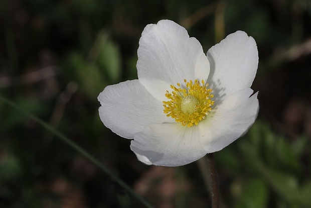 veternica lesná Anemone sylvestris L.