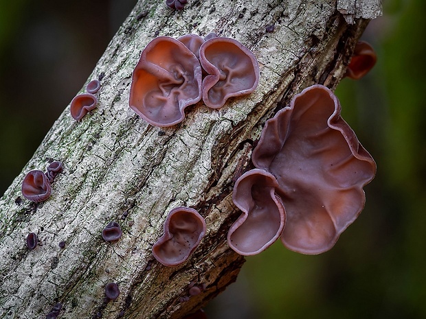 uchovec bazový Auricularia auricula-judae (Bull.) Quél.