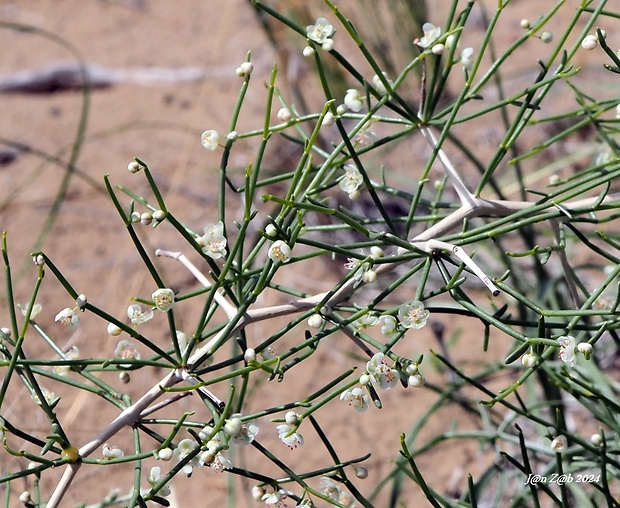 Calligonum aphyllum  (Pall.) Gürke