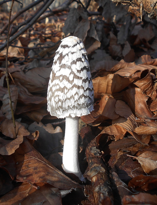 hnojník strakatý Coprinopsis picacea (Bull.) Redhead, Vilgalys & Moncalvo