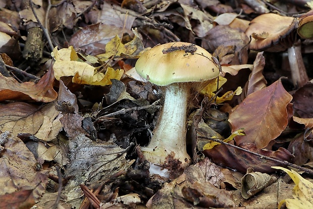 pavučinovec Cortinarius sp.