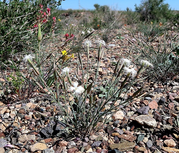 klinček Dianthus crinitus subsp. soongoricus (Schischk.) Kozhevn.