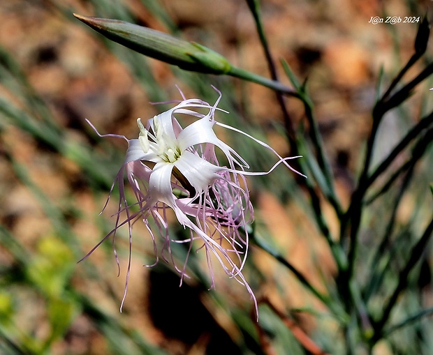 klinček Dianthus crinitus subsp. soongoricus (Schischk.) Kozhevn.