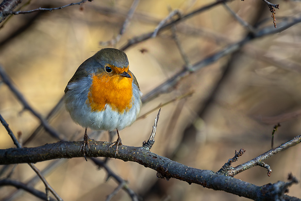 červienka obyčajná Erithacus rubecula