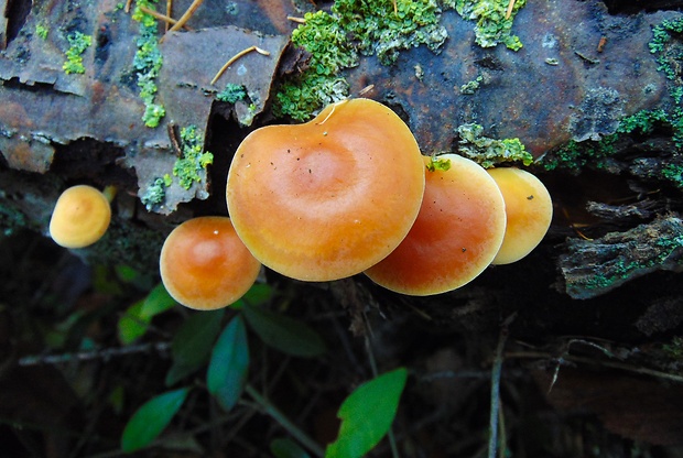 plamienka Flammulina sp.