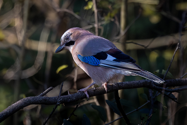 sojka obyčajná Garrulus glandarius