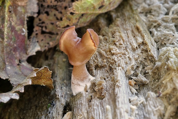 ušiak mitrovitý Gyromitra infula (Schaeff.) Quél.