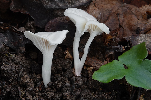 šťavnačka mydlová Hygrophorus cossus (Sowerby) Fr.