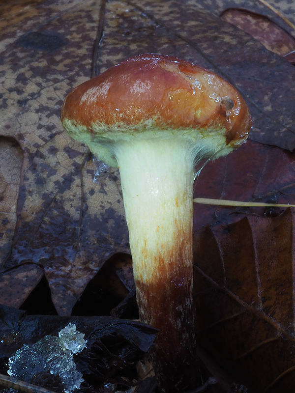 strapcovka tehlovočervená Hypholoma lateritium (Schaeff.) P. Kumm.