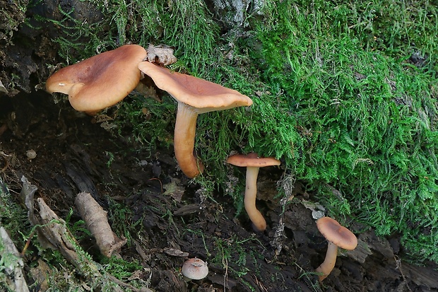 rýdzik Lactarius sp.