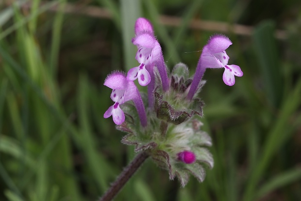 hluchavka objímavá Lamium amplexicaule L.