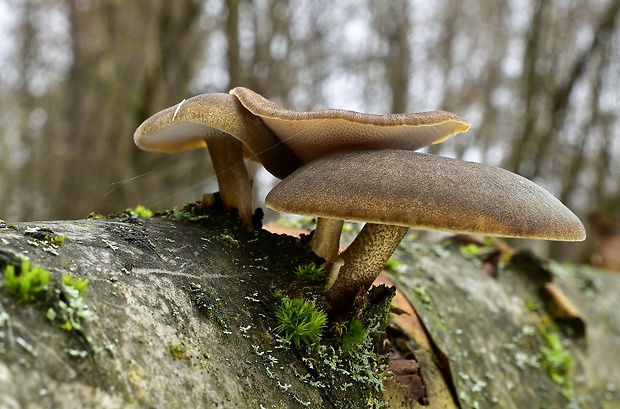 trúdnik zimný Lentinus brumalis (Pers.) Zmitr.