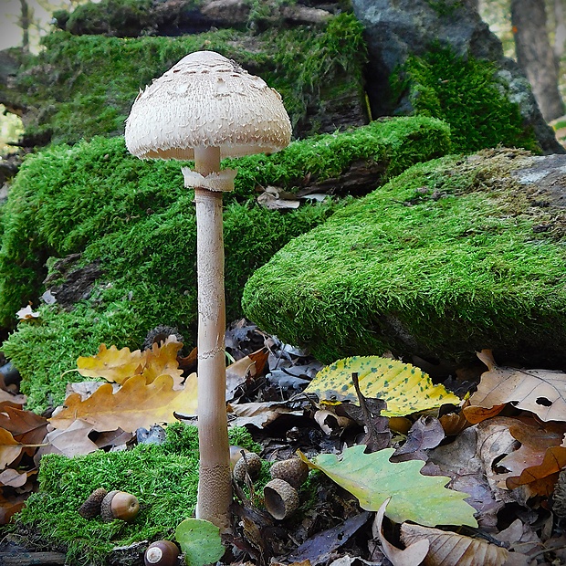 bedľa Macrolepiota sp.