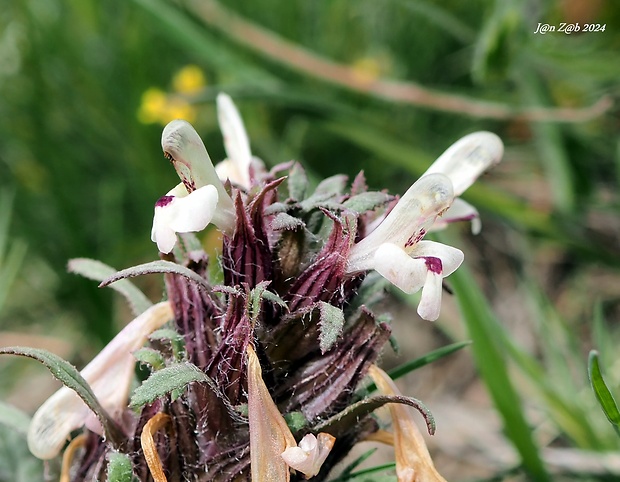 všivec Pedicularis semenowii Regel