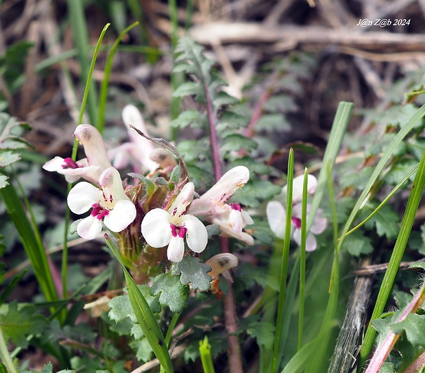 všivec Pedicularis semenowii Regel