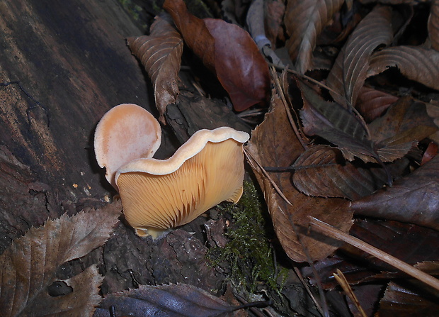 hlivník hniezdovitý Phyllotopsis nidulans (Pers.) Singer