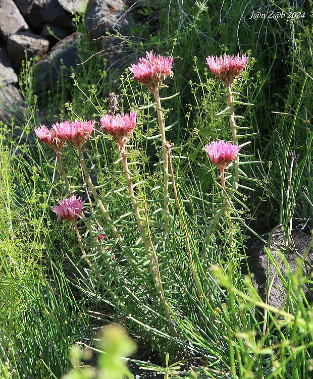 falošný rozchodník Pseudosedum lievenii (Ledeb.) A.Berger