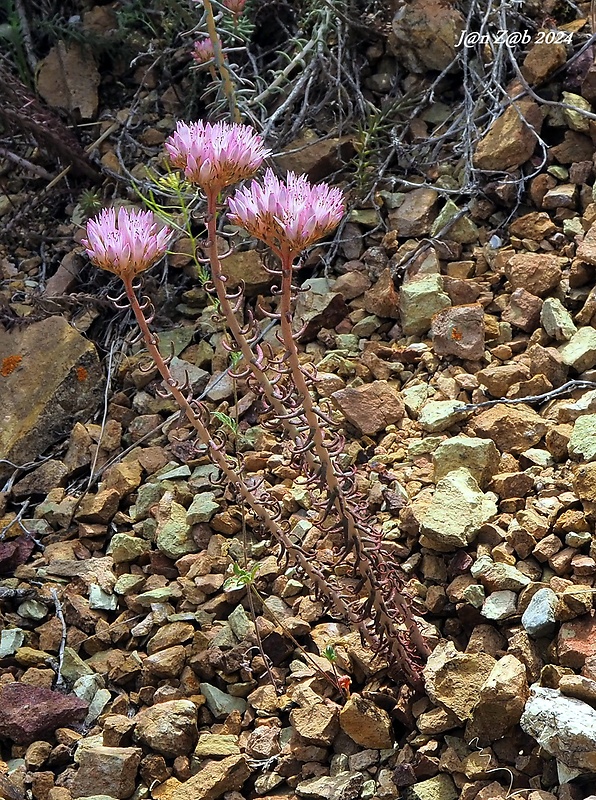 falošný rozchodník Pseudosedum lievenii (Ledeb.) A.Berger