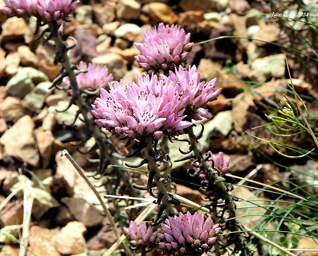 falošný rozchodník Pseudosedum lievenii (Ledeb.) A.Berger