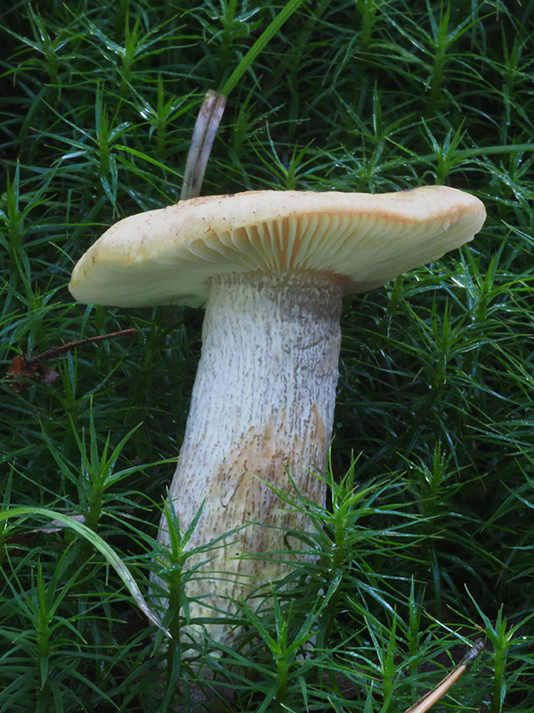 plávka žlčová Russula fellea (Fr.) Fr.