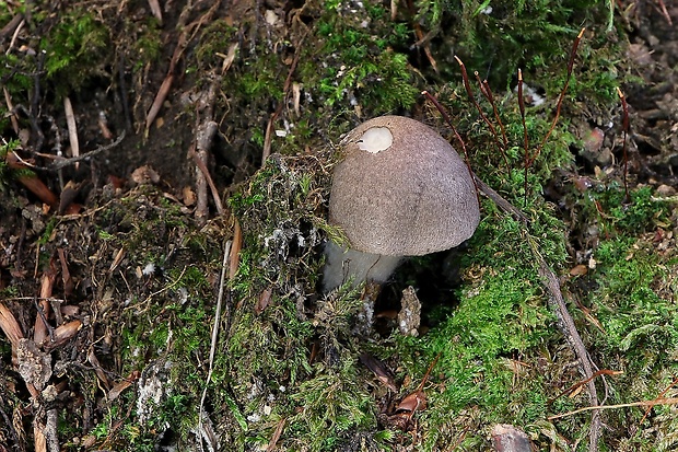 čírovka Tricholoma sp.