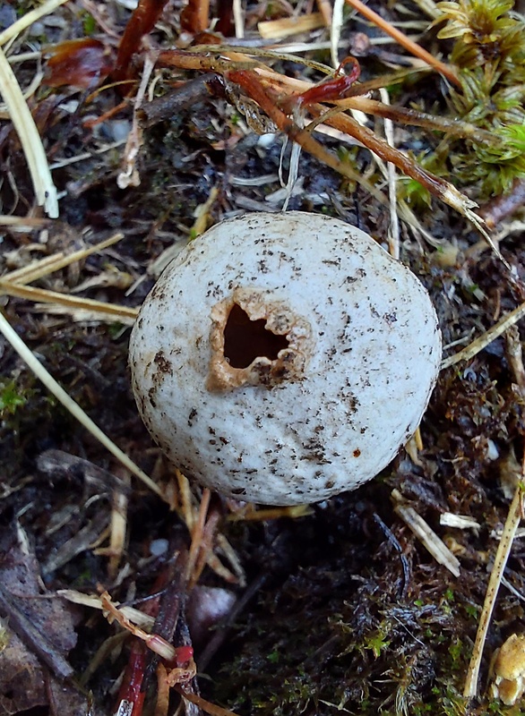 stopkovec Tulostoma sp.