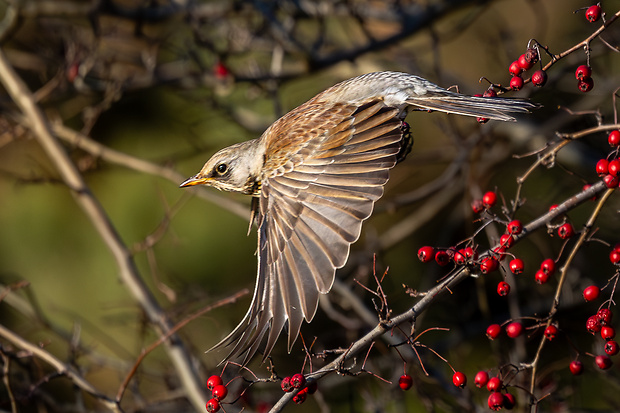 drozd čvíkotavý Turdus pilaris