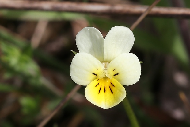 fialka roľná Viola arvensis Murray