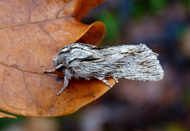 mora novembrová Asteroscopus sphinx