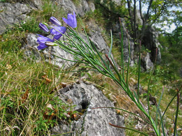 zvonček tvrdoplodý Campanula xylocarpa Kovanda