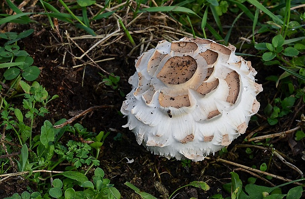 bedľa červenejúca Chlorophyllum rachodes (Vittad.) Vellinga