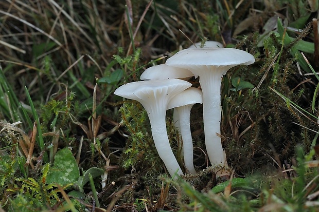 lúčnica snehobiela Cuphophyllus virgineus (Wulfen) Kovalenko