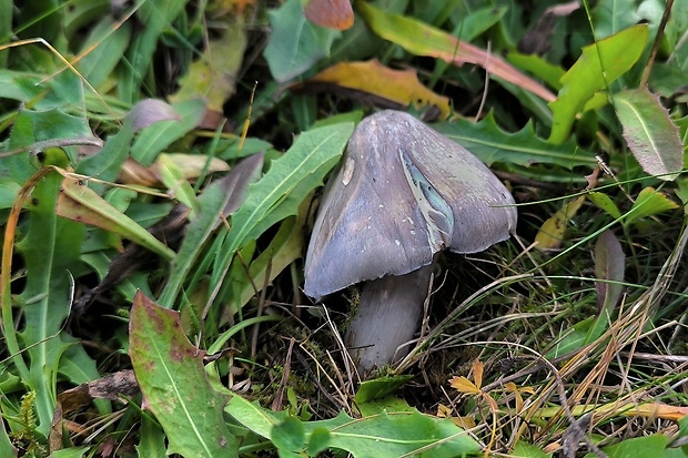 hodvábnica Bloxamova Entoloma bloxamii (Berk. & Broome) Sacc.