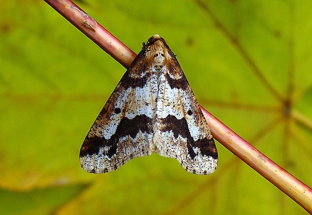 piadivka zimná Erannis defoliaria