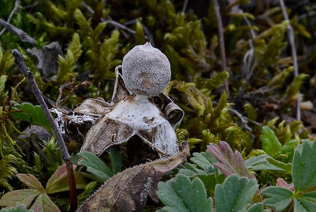 hviezdovka Geastrum sp.