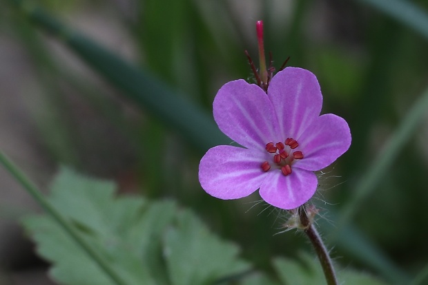 pakost smradľavý Geranium robertianum L.