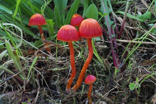 lúčnica šarlátová Hygrocybe coccinea (Schaeff.) P. Kumm.