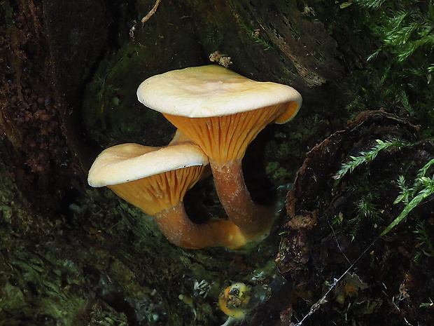 líška oranžová Hygrophoropsis aurantiaca (Wulfen) Maire