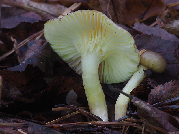 šťavnačka mrazová Hygrophorus hypothejus (Fr.) Fr.