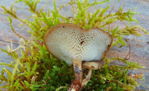 trúdnik zimný Lentinus brumalis (Pers.) Zmitr.