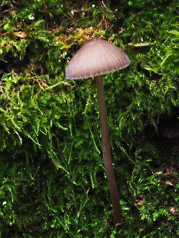 prilbička naklonená Mycena inclinata (Fr.) Quél.