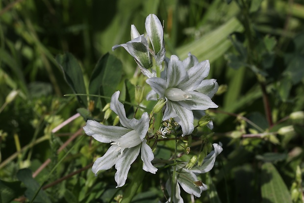 bledavka boucheova Ornithogalum boucheanum (Kunth) Asch.