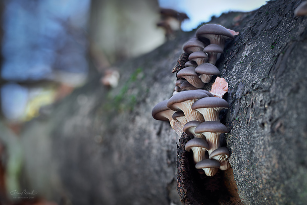 hliva ustricovitá Pleurotus ostreatus (Jacq.) P. Kumm.